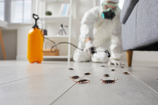 Commercial Rodent Management in Killeen